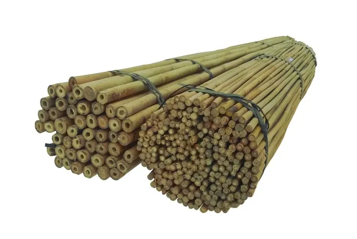 tyczki-bambusowe-240-cm-28-30-mm-10-szt-sadownicze-kod-producenta-2229