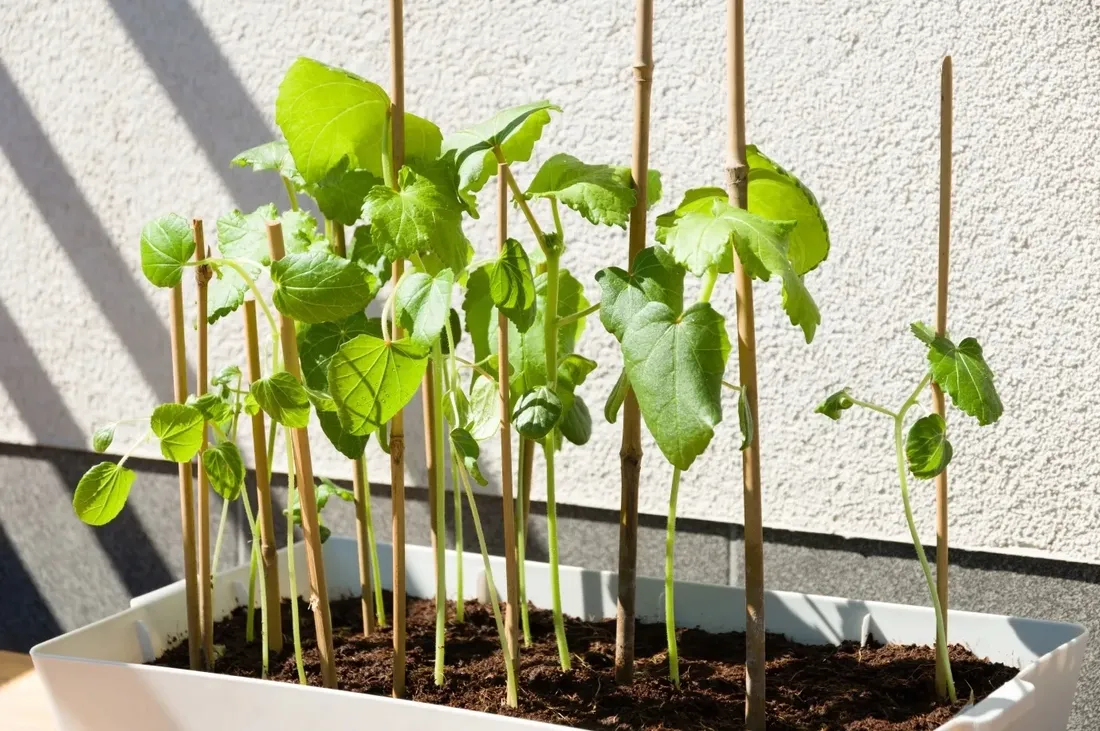 tyczki-bambusowe-240-cm-28-30-mm-10-szt-sadownicze