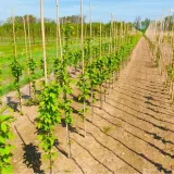 tyczki-bambusowe-240-cm-28-30-mm-10-szt-sadownicze-stan-nowy-stan-opakowania-oryginalne