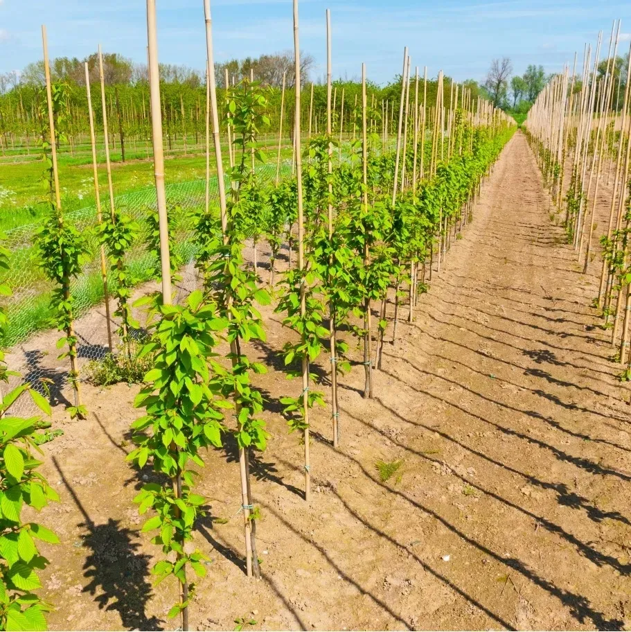 tyczki-bambusowe-240-cm-28-30-mm-10-szt-sadownicze