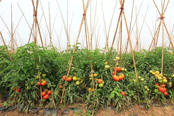 tyczki-bambusowe-240-cm-28-30-mm-10-szt-sadownicze-stan-nowy-wysokosc-produktu-240-cm