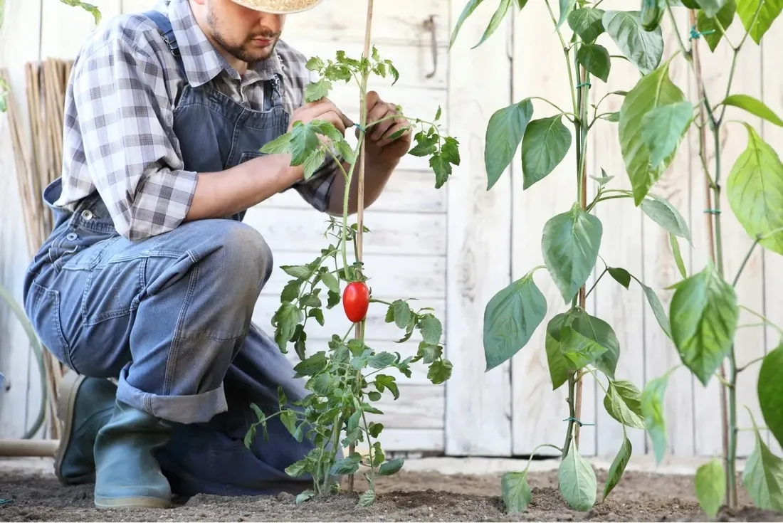 tyczki-bambusowe-240-cm-28-30-mm-10-szt-sadownicze