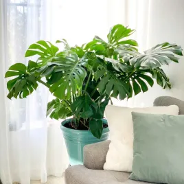 monstera-deliciosa-piekna-duza-50-cm