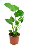 monstera-deliciosa-piekna-duza-50-cm-rodzaj-rosliny-rosliny-zielone