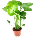 monstera-deliciosa-piekna-duza-50-cm-odmiana-monstera