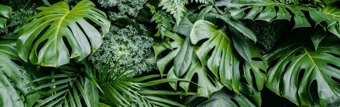 monstera-deliciosa-piekna-duza-50-cm