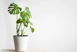 monstera-deliciosa-piekna-duza-50-cm-nazwa-lacinska-inna