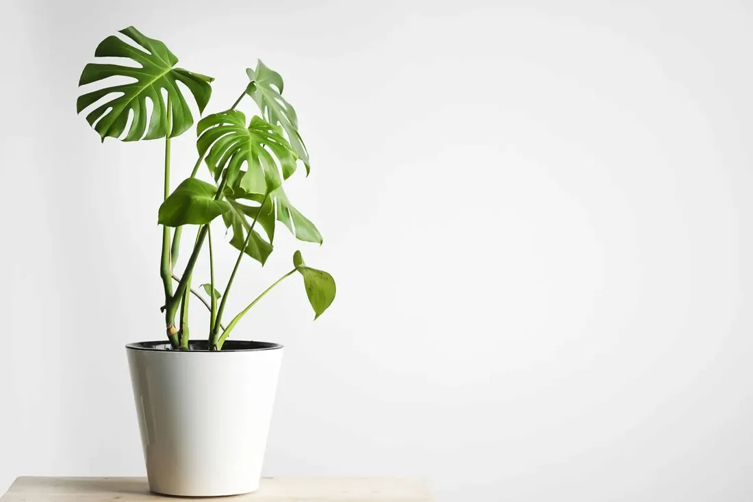 monstera-deliciosa-piekna-duza-50-cm