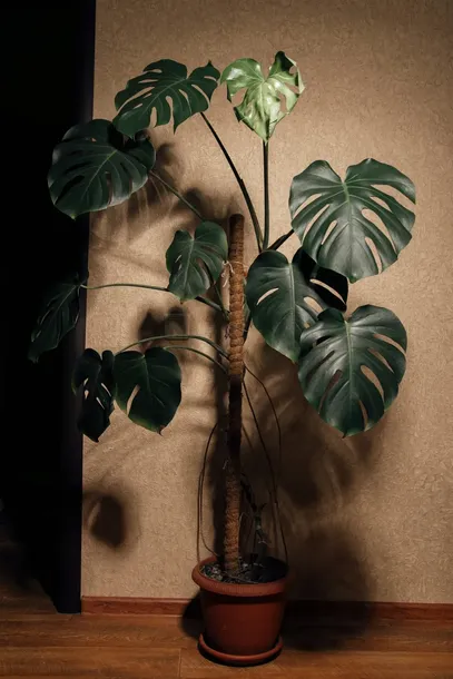 monstera-deliciosa-piekna-duza-50-cm-rodzaj-rosliny-rosliny-zielone-roslina-w-postaci-sadzonka-w-pojemniku-do-05l
