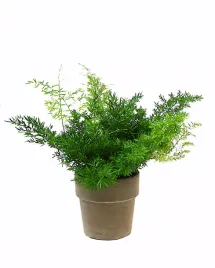 asparagus-densiflorus-cwebe-szparag-p12