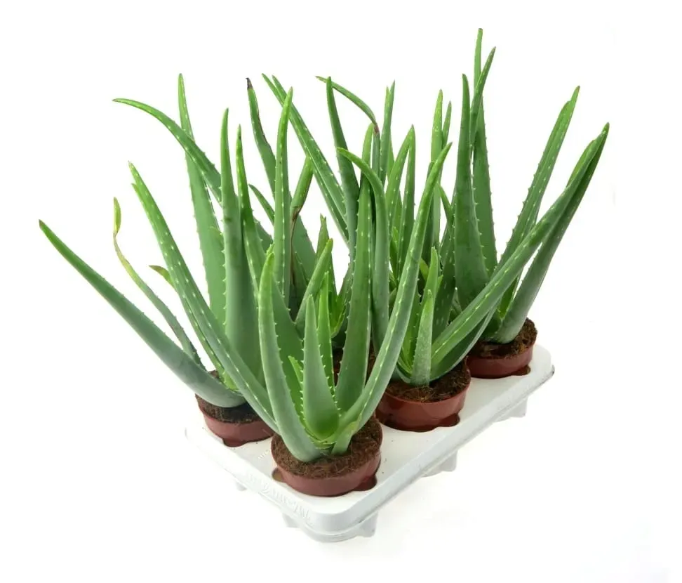 aloe vera gel geruch Bio Aloe Vera Gel main image 1
