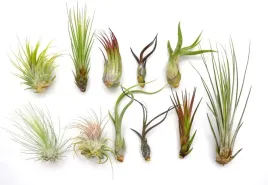 tillandsia-oplatwa-x-11-szt-na-start-airplant