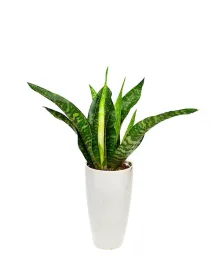sansewiera-dragon-sansevieria-aubrytiana-p14