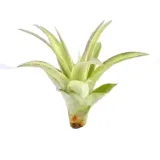 tillandsia-multiflora-oplatwa-r-7-cm