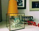 tillandsia-multiflora-oplatwa-r-7-cm-nazwa-lacinska-inna