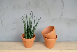 sansevieria-fernwood-mikado-sansewieria-p10