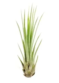 tillandsia-oplatwa-juncea-mini-14-17-cm