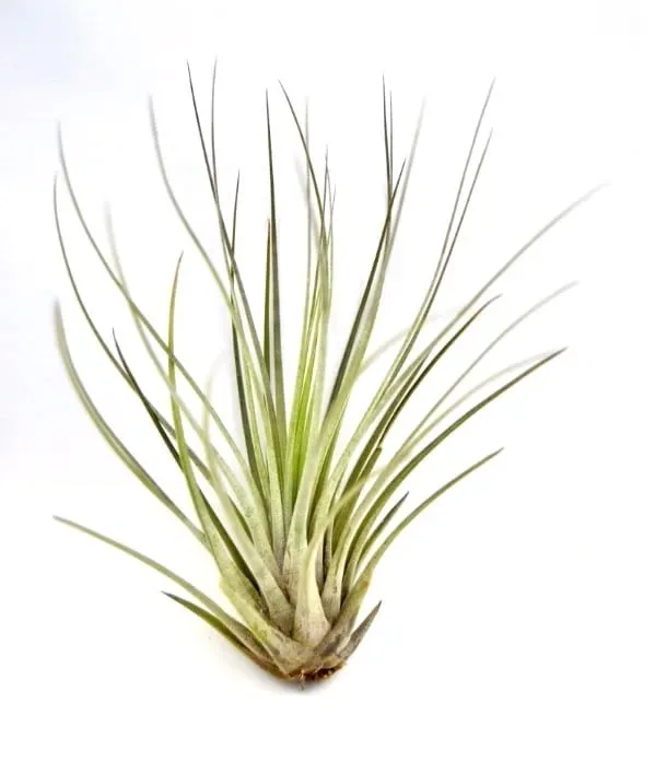 tillandsia-oplatwa-juncea-mini-14-17-cm-rodzaj-rosliny-inny