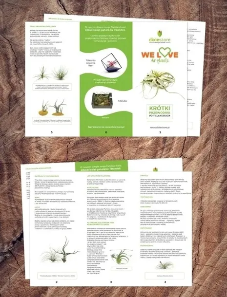 tillandsia-oplatwa-juncea-mini-14-17-cm-odmiana-tillandsia