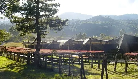 tillandsia-oplatwa-juncea-mini-14-17-cm-rodzaj-rosliny-inny