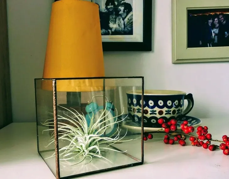 tillandsia-oplatwa-juncea-mini-14-17-cm-nazwa-lacinska-inna