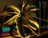 tillandsia-oplatwa-juncea-mini-14-17-cm-nazwa-rosliny-oplatwa