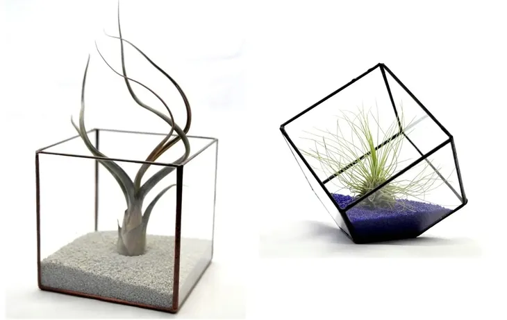 tillandsia-oplatwa-juncea-mini-14-17-cm-rodzaj-rosliny-inny-roslina-w-postaci-inna