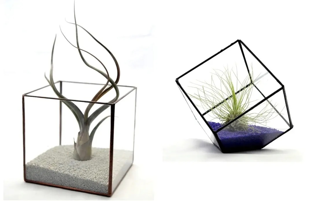 tillandsia-oplatwa-juncea-mini-14-17-cm