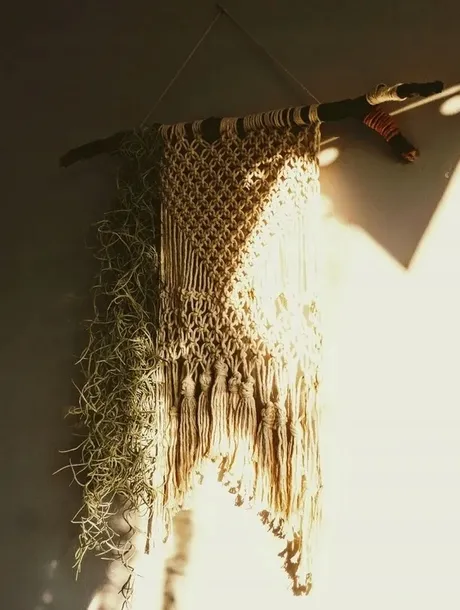 tillandsia-oplatwa-juncea-mini-14-17-cm-rodzaj-rosliny-inny-odmiana-tillandsia