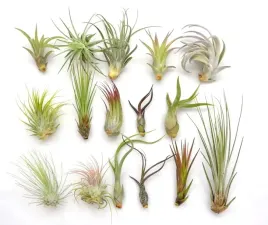 tillandsia-zestaw-x-16-szt-airplants-oplatwa-ekstra