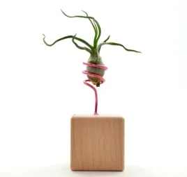 tillandsia-bulbosa-s-na-stojaku-komp-59-k4
