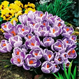 krokus-wielkokwiatowy-king-of-striped-5-szt-cebulki-krokusy-krokusow