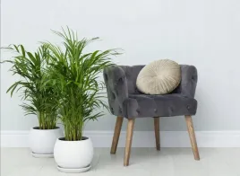 palma-areka-dypsis-lutescens-zywy-nawilzacz-60-cm-p17-cm