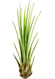 tillandsia-oplatwa-juncifolia-s-12-cm-airplant