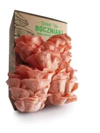 grzybnia-do-uprawy-domowej-boczniak-rozowy
