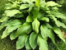 funkia-hosta-zielone-cienioznosna-1-szt-zdrowa-ladna-sadzonka-w-donniczce