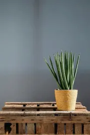 sansevieria-cylindricasansewieria-wezownica-17cm-p6