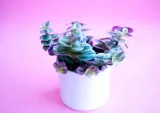 tradescantia-nanouk-trzykrotka-p7