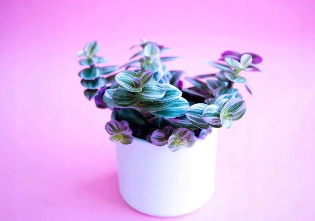 tradescantia-nanouk-trzykrotka-p7