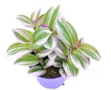 tradescantia-nanouk-trzykrotka-p7-rodzaj-rosliny-inny