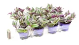 tradescantia-nanouk-trzykrotka-p7-waga-z-opakowaniem-1-kg