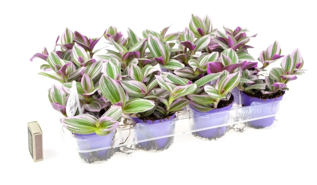 tradescantia-nanouk-trzykrotka-p7-rodzaj-rosliny-inny