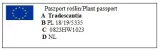 tradescantia-nanouk-trzykrotka-p7-roslina-w-postaci-sadzonka-w-pojemniku-do-05l