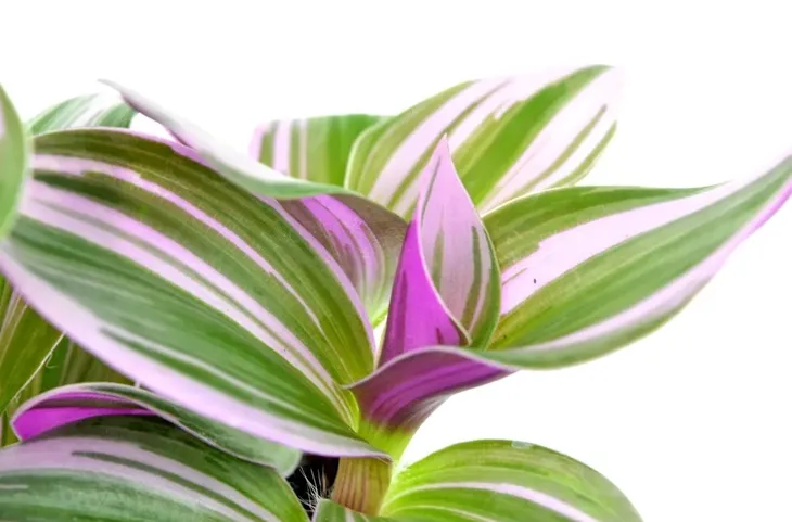 tradescantia-nanouk-trzykrotka-p7-stan-opakowania-oryginalne