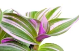 tradescantia-nanouk-trzykrotka-p7-stan-opakowania-oryginalne