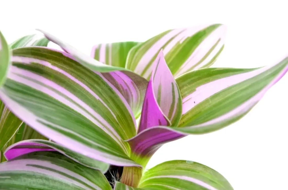 tradescantia-nanouk-trzykrotka-p7