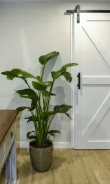 strelicja-krolewska-reginae-rajski-ptak-35-cm-p12