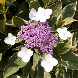 hortensja-ogrodowa-maculata-piekne-kwiaty-kwiaty-sadz-xl