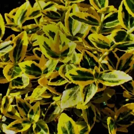 trzmielina-fortune-a-emerald-n-gold-sadzonki-zdrowa-ladna-sadzonka