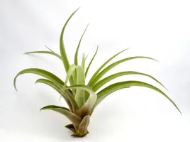 tillandsia-oplatwa-airplant-capitata-r-7-9-cm